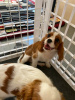 Foto №1. cavalier king charles spaniel - zum Verkauf in der Stadt Bátonyterenye | 450€ | Ankündigung № 123042