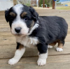 Foto №2 zu Ankündigung № 124966 zu verkaufen australian shepherd - einkaufen Estland quotient 	ankündigung