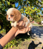 Foto №2 zu Ankündigung № 82048 zu verkaufen cavalier king charles spaniel - einkaufen Serbien züchter