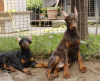 Foto №3. Dobermann-Welpen. Serbien