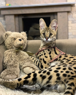 Foto №3. Süße Serval Cubs, echter Luxus in Ihrem Zuhause.. Ukraine