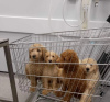Foto №1. mischlingshund - zum Verkauf in der Stadt Tennessee City | 828€ | Ankündigung № 80172