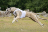 Zusätzliche Fotos: Offene Reservierung für Irish Wolfhound-Welpen/Schönheit und Leistung