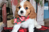 Foto №3. Entzückende Cavalier King Charles Welpen zur kostenlosen Adoption. Deutschland