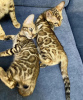 Foto №2 zu Ankündigung № 113454 zu verkaufen bengal katzenrasse - einkaufen USA züchter