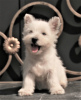 Zusätzliche Fotos: West Highland White Terrier Welpe weiblich