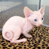 Foto №2 zu Ankündigung № 89021 zu verkaufen sphynx cat - einkaufen Kanada züchter