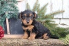 Foto №3. Unglaubliche Golddust Yorkshire Terrier. Deutschland