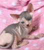 Foto №3. Sphynx-Kätzchen zur Adoption. Deutschland