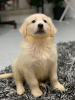 Foto №1. golden retriever - zum Verkauf in der Stadt Poznan | 400€ | Ankündigung № 30308