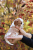 Foto №4. Ich werde verkaufen cavalier king charles spaniel in der Stadt Zürich. quotient 	ankündigung, vom kindergarten - preis - 1442€