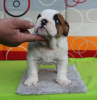 Foto №2 zu Ankündigung № 126516 zu verkaufen englische bulldogge - einkaufen Serbien züchter