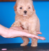 Foto №3. Maltipoo F1 Welpen. Russische Föderation