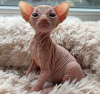 Foto №1. sphynx cat - zum Verkauf in der Stadt West Palm Beach | 284€ | Ankündigung № 89625