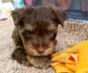 Zusätzliche Fotos: Yorkshire Terrier Welpen