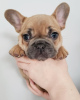 Foto №2 zu Ankündigung № 99436 zu verkaufen französische bulldogge - einkaufen USA züchter