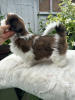 Foto №1. shih tzu - zum Verkauf in der Stadt Alaska | 426€ | Ankündigung № 66414