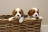 Foto №1. cavalier king charles spaniel - zum Verkauf in der Stadt Denver | 284€ | Ankündigung № 110704