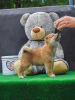 Foto №3. Shiba Inu welpen. Serbien