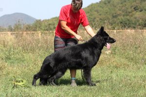 Zusätzliche Fotos: Langhaarige Schäferhundwelpen