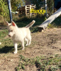 Zusätzliche Fotos: Siberian Husky Welpen