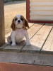 Foto №2 zu Ankündigung № 30133 zu verkaufen cavalier king charles spaniel - einkaufen Großbritannien quotient 	ankündigung