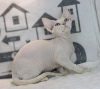 Foto №1. devon rex - zum Verkauf in der Stadt Leicester | 250€ | Ankündigung № 123512