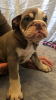 Foto №1. englische bulldogge - zum Verkauf in der Stadt Butler | 379€ | Ankündigung № 111117