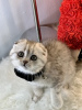 Foto №3. iloiset Scottish Fold - pennut, 10 viikkoa vanhat Pentumme lähtevät kotoa. Finnland