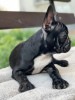 Foto №2 zu Ankündigung № 11276 zu verkaufen französische bulldogge - einkaufen Ukraine züchter