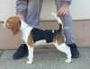 Foto №4. Ich werde verkaufen beagle in der Stadt Omoljica. quotient 	ankündigung - preis - verhandelt