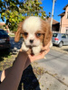 Foto №1. cavalier king charles spaniel - zum Verkauf in der Stadt Zrenjanin | verhandelt | Ankündigung № 82048