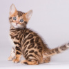 Foto №2 zu Ankündigung № 120719 zu verkaufen bengal katzenrasse - einkaufen Belgien 