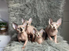 Foto №3. Sphynx- und Elfenkätzchen zu verkaufen. Deutschland