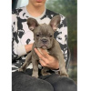 Foto №1. französische bulldogge - zum Verkauf in der Stadt Lubná | 340€ | Ankündigung № 123706