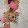 Foto №3. Maltipoo fb1 BellaQueen. Polen