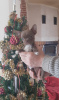 Foto №3. Chihuahua Welpen von seltenen Farben!. Ukraine