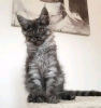 Foto №2 zu Ankündigung № 120849 zu verkaufen maine-coon-katze - einkaufen Deutschland quotient 	ankündigung