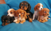 Foto №1. cavalier king charles spaniel - zum Verkauf in der Stadt London Borough of Camden | 600€ | Ankündigung № 75565