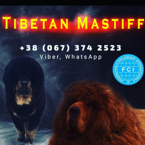 Zusätzliche Fotos: Verkauf von Tibet