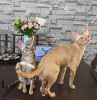 Foto №1. cornish rex - zum Verkauf in der Stadt Гамбург | 200€ | Ankündigung № 123672