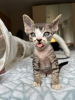 Foto №2 zu Ankündigung № 121010 zu verkaufen devon rex - einkaufen Deutschland quotient 	ankündigung, züchter