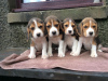 Foto №1. beagle - zum Verkauf in der Stadt Montpellier | 340€ | Ankündigung № 31675