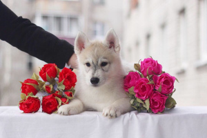 Zusätzliche Fotos: Zum Verkauf angeboten werden reinrassige Siberian Huskies.
