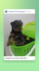Foto №2 zu Ankündigung № 8765 zu verkaufen yorkshire terrier - einkaufen Russische Föderation züchter