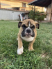 Foto №1. englische bulldogge - zum Verkauf in der Stadt Belgrad | verhandelt | Ankündigung № 113698