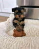 Foto №2 zu Ankündigung № 125801 zu verkaufen yorkshire terrier - einkaufen Schweden 