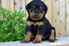 Foto №2 zu Ankündigung № 97241 zu verkaufen rottweiler - einkaufen Deutschland quotient 	ankündigung, züchter