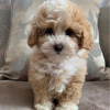 Foto №3. Wunderschöne Cream & Apricot Toy F1 Maltipoo Welpen. Deutschland