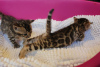 Foto №3. Gesunde Bengalkatzen-Kätzchen stehen jetzt zur Adoption zur Verfügung. USA